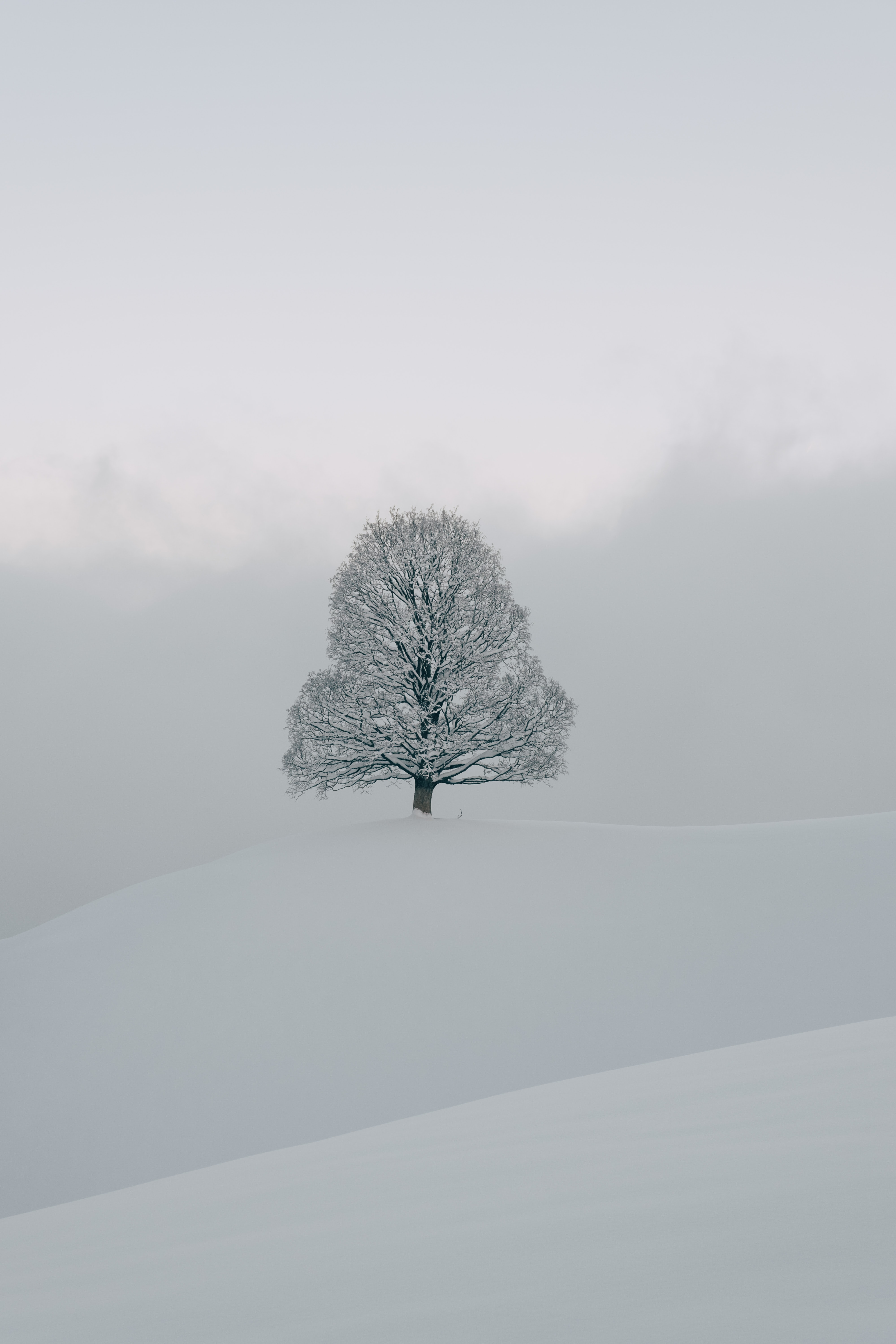 Single tree in a snowy landscape